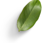 single green leaf