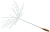 dandelion flower